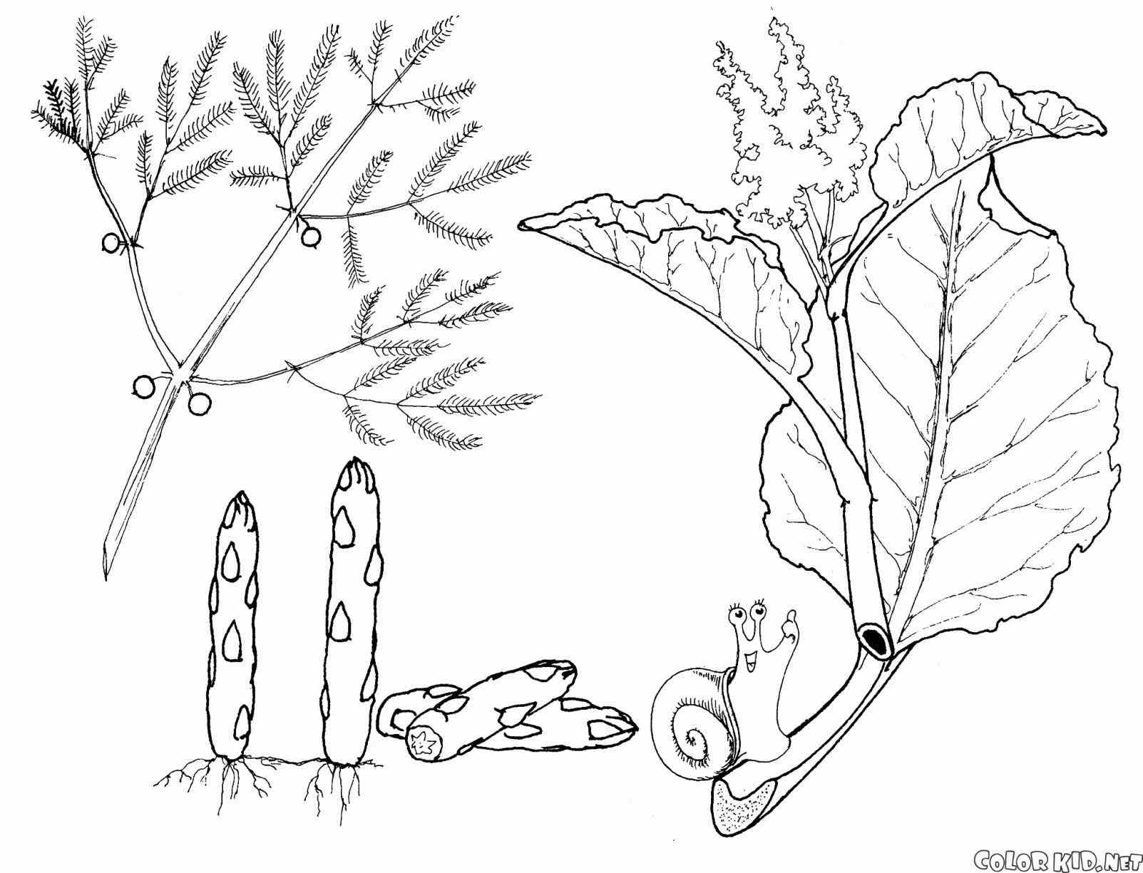 Zucchini Coloring Page Web Coloring Pages 1603x1225 Zucchini Coloring Page Web Coloring Pages